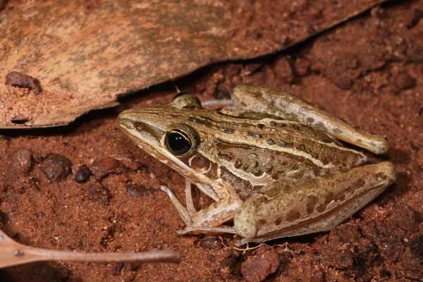 Litoria nasuta