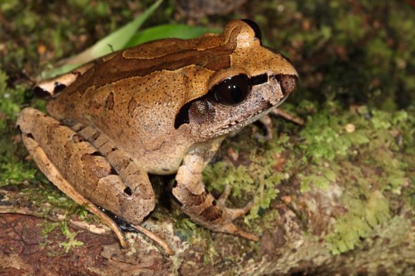 Mixophyes carbinensis