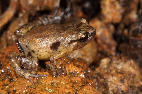 Cophixalus mcdonaldi