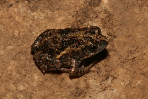 Uperoleia aspera