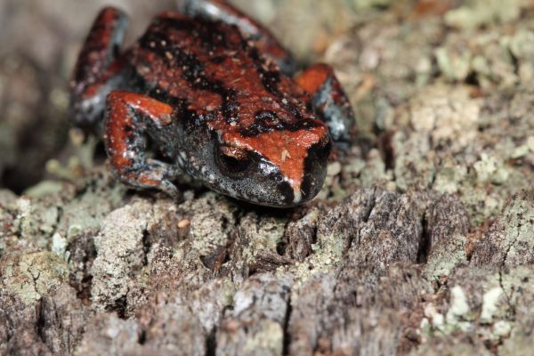 Pseudophryne major