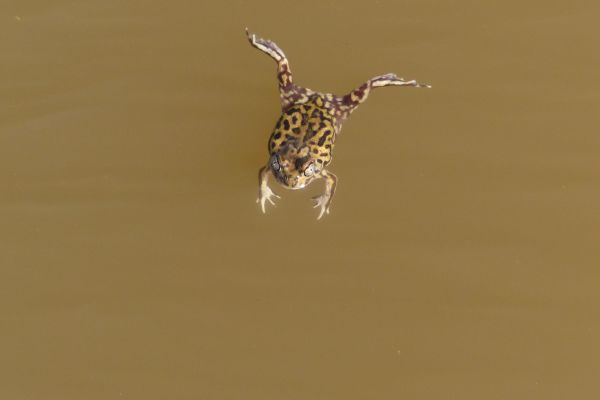 Neobatrachus sutor
