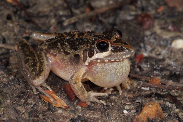 Litoria freycineti