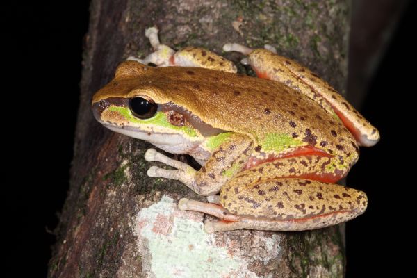 Litoria citropa
