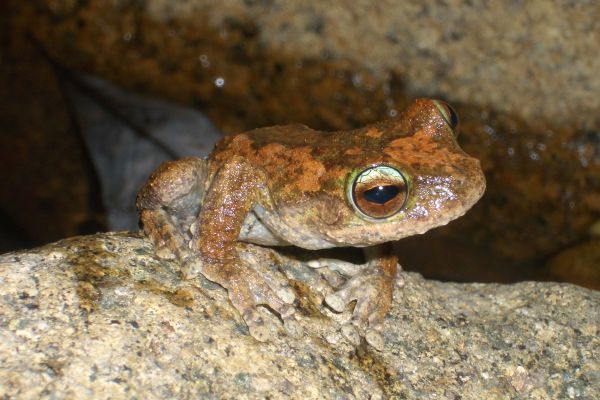 Litoria serrata