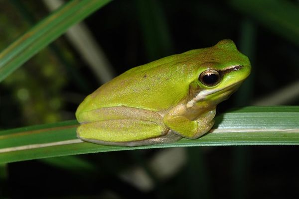 Litoria fallax