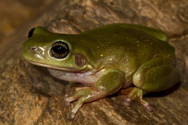 Litoria gilleni