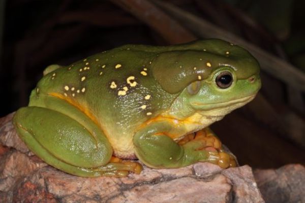 Litoria splendida
