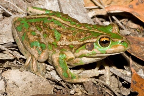 Litoria moorei