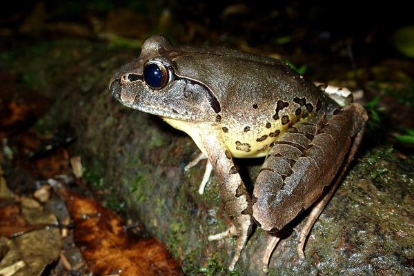 Mixophyes fleayi