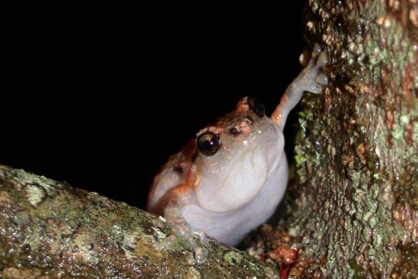 Cophixalus ornatus