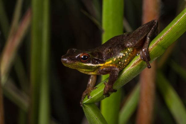 Litoria olongburensis