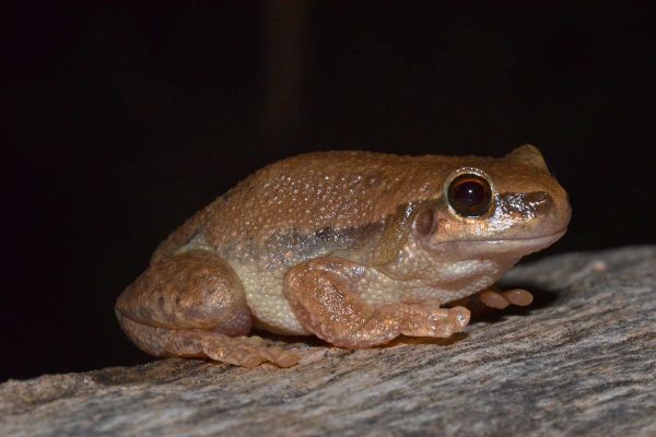 Litoria larisonans