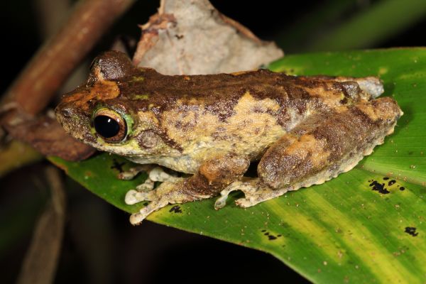 Litoria serrata