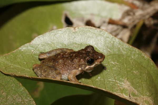 Litoria aurifera