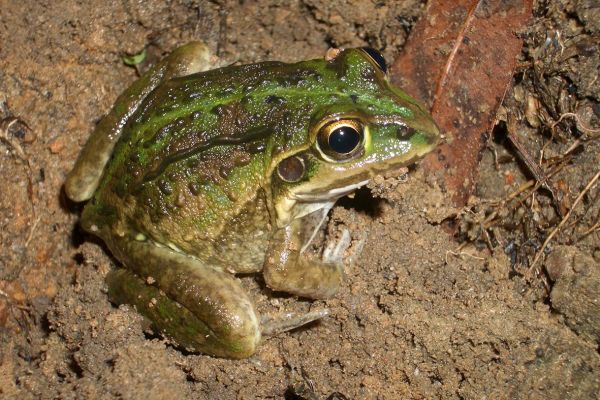 Cyclorana alboguttata