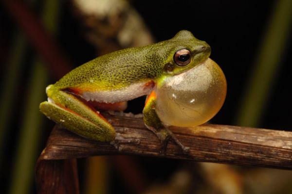Litoria cooloolensis