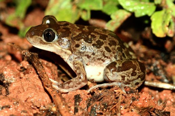 Limnodynastes depressus