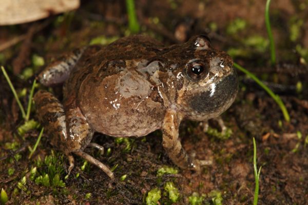 Crinia pseudinsignifera
