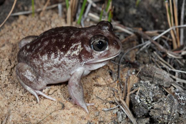 Heleioporus psammophilus