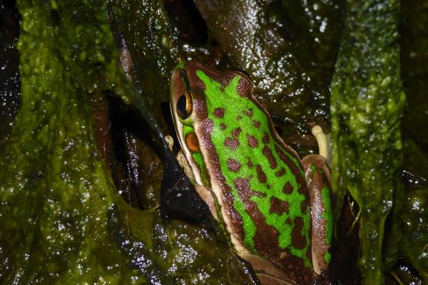 Litoria aurea