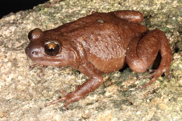 Callulops gobakula 