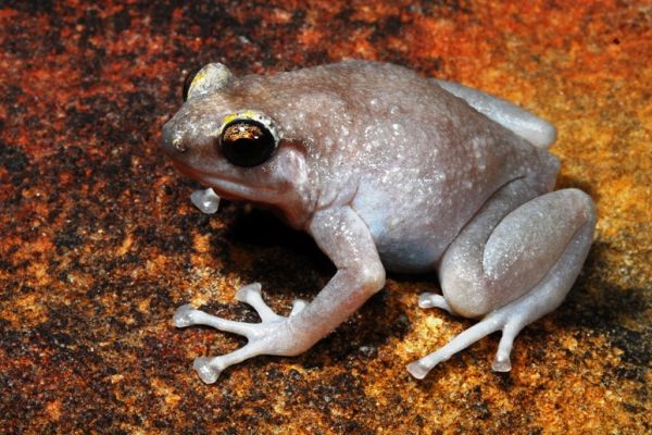 Cophixalus pakayakulangun