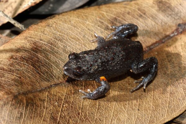 Pseudophryne bibronii