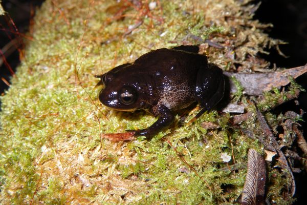 Anstisia lutea
