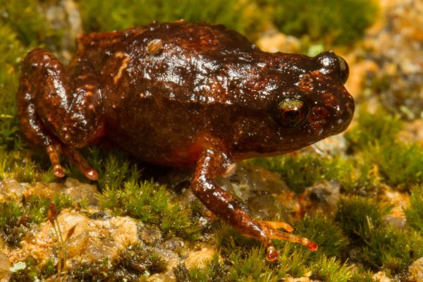 Cophixalus aenigma