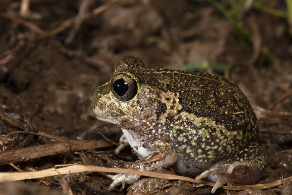 Neobatrachus sudellae