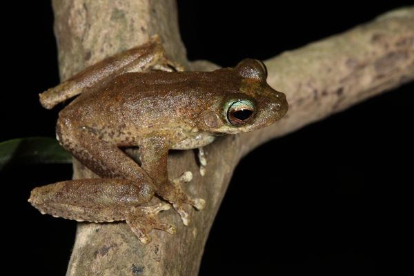 Litoria myola