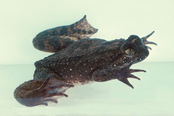 Rheobatrachus silus
