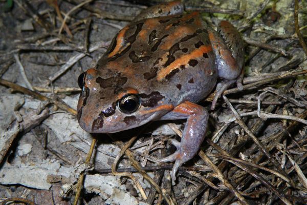 Limnodynastes salmini
