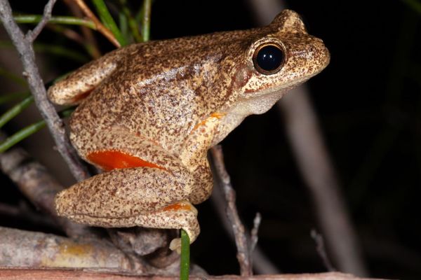Litoria watsoni