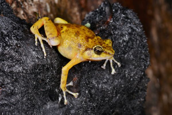 Cophixalus saxatilis