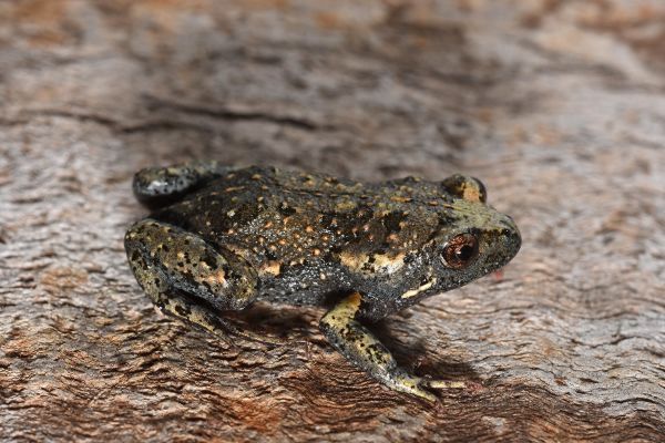 Uperoleia fusca
