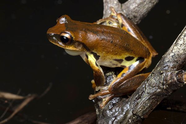 Litoria eungellensis