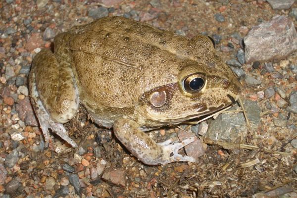 Cyclorana novaehollandiae