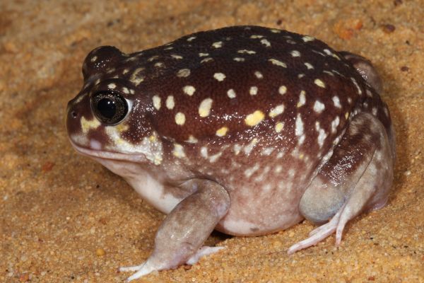Heleioporus albopunctatus