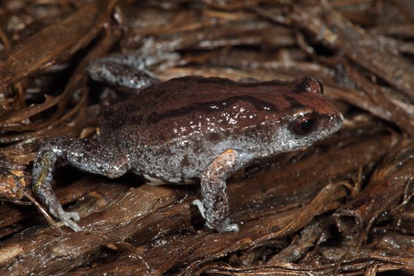 Pseudophryne major