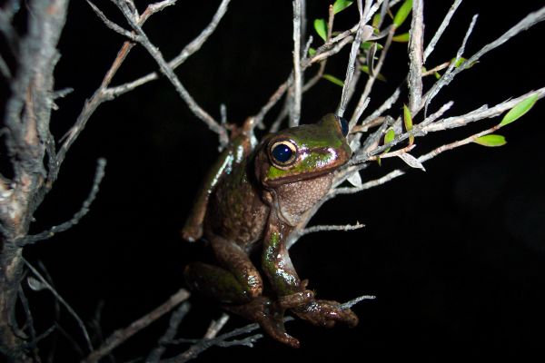 Litoria burrowsae