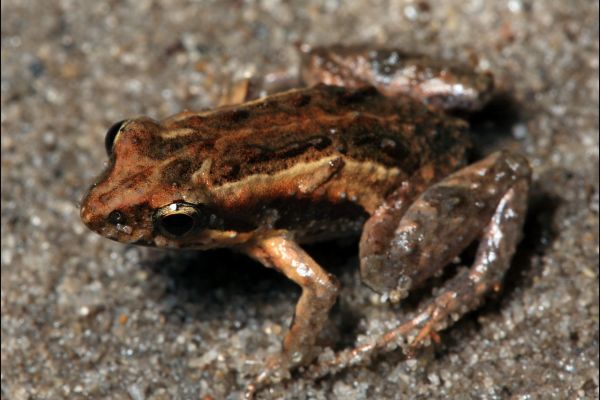 Crinia tinnula
