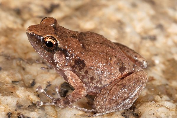 Cophixalus zweifeli