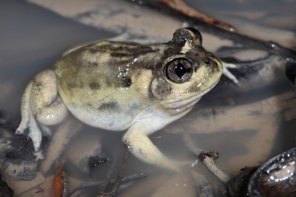 Neobatrachus albipes