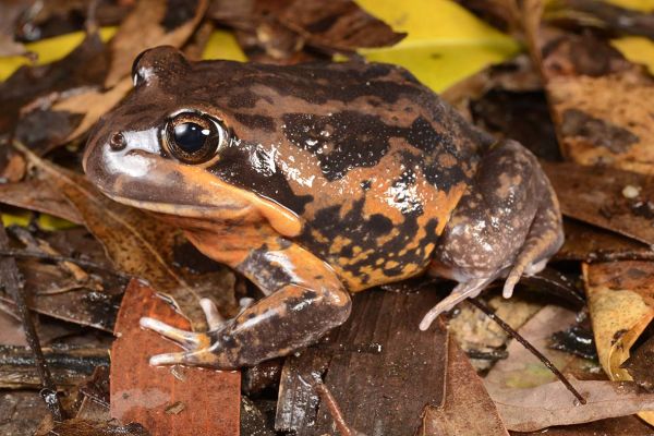 Limnodynastes terraereginae
