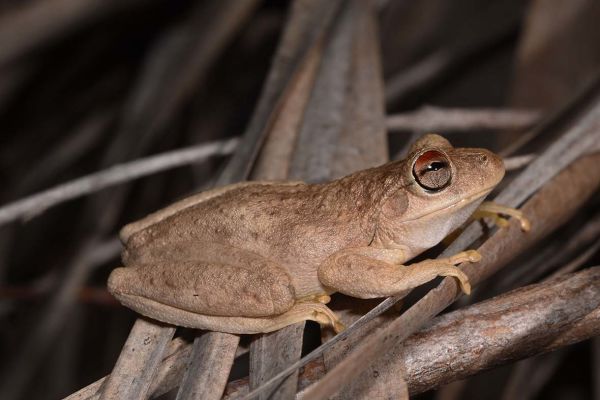 Litoria ridibunda