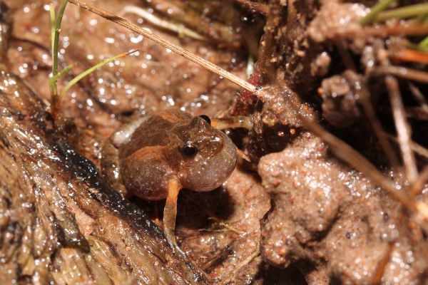 Crinia remota