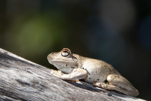 Litoria rothii