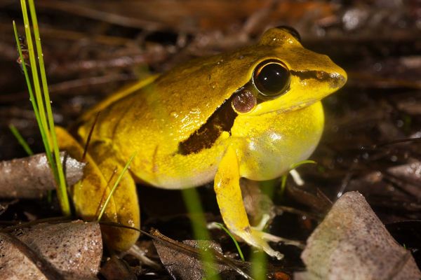 Litoria spaldingi